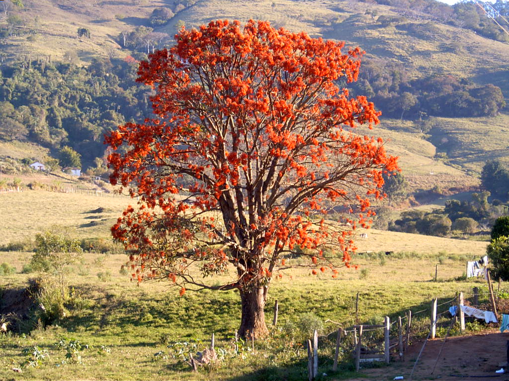 Mulungu-Puyanawa